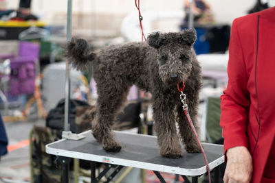 Close-up of a dog standing on a grooming table looking at you
