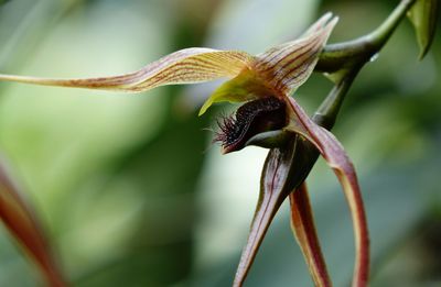 Close-up of flowers