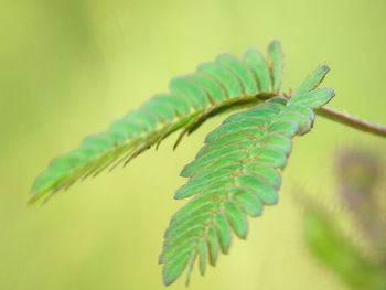 Close-up of caterpillar on plant