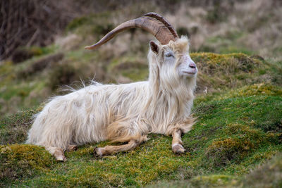 Goat relaxing on moss covered field