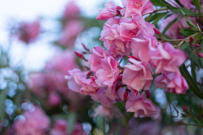 Close-up of pink flowering plant