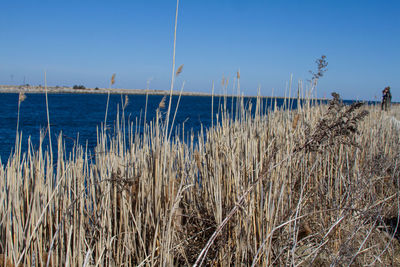 Scenic view of sea against clear blue sky