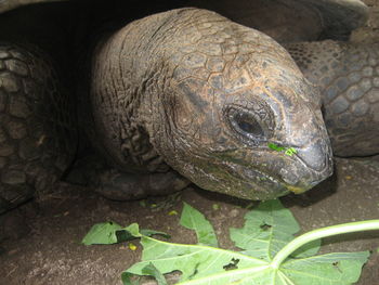 Close-up of turtle in field