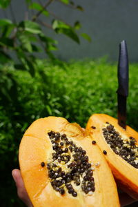 High angle view of fruits on tree