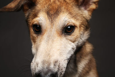 Close-up portrait of dog looking at camera