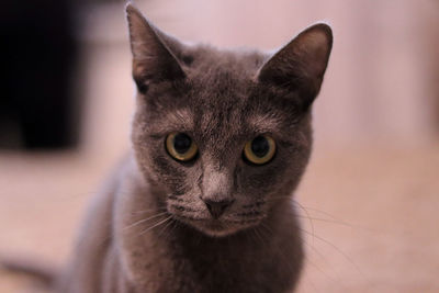 Close-up portrait of cat