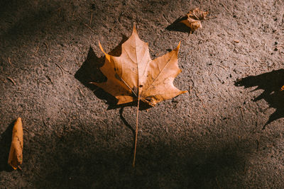 High angle view of dry maple leaf