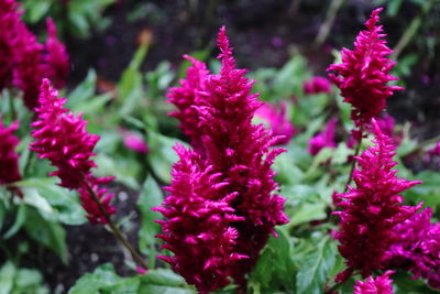 Close-up of pink flowering plants