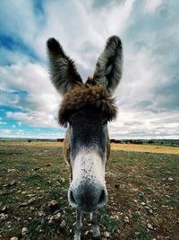 Portrait of a horse on field