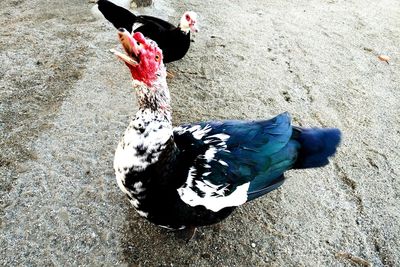 Low section of man with bird