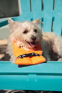 Smiling west highland terrier dog in a halloween costume nautical orange life vest in florida.