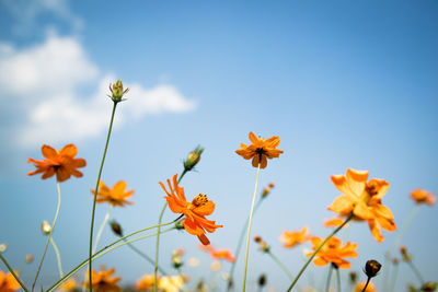 Low angle view of flowering plants against sky