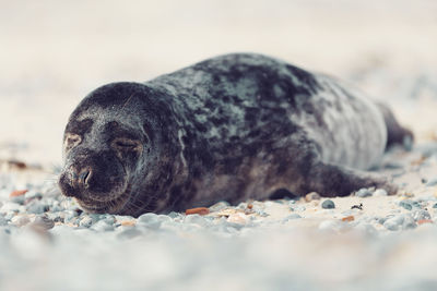 Close-up of animal resting on rock