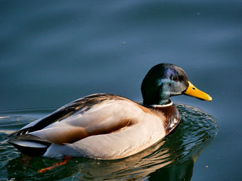 Close-up of duck swimming on lake