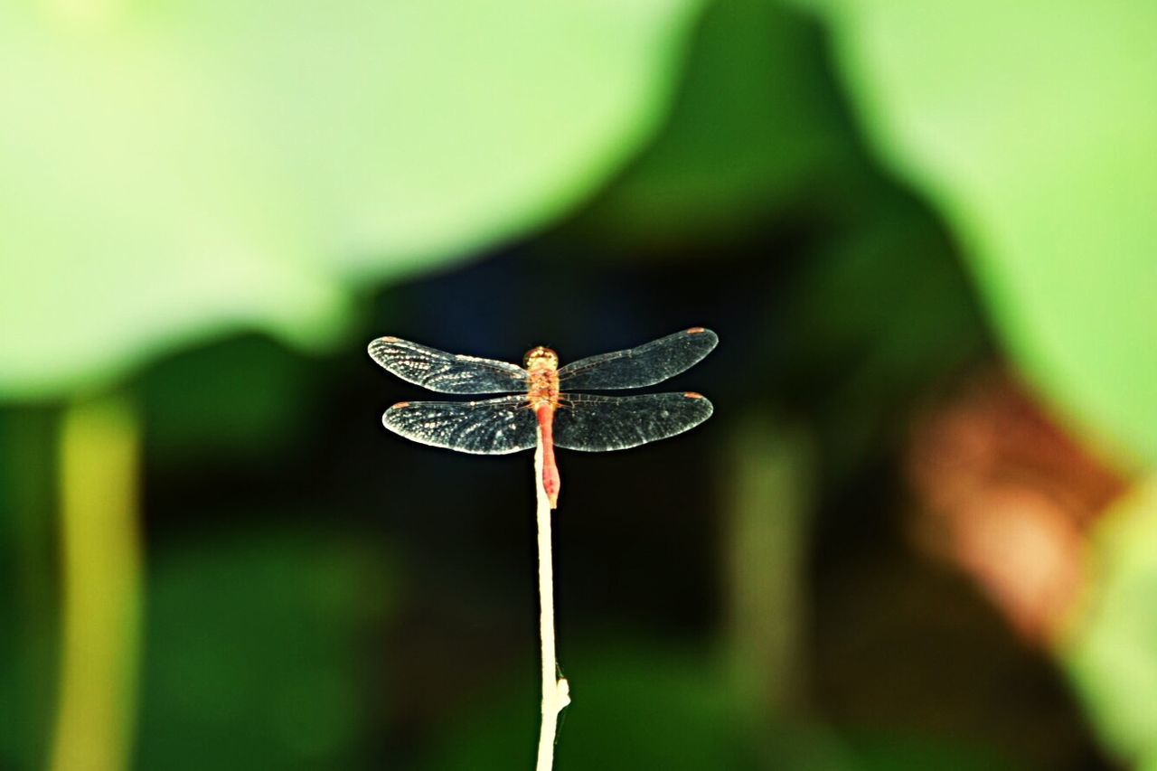 focus on foreground, close-up, plant, nature, beauty in nature, growth, day, selective focus, no people, plant part, leaf, green color, insect, invertebrate, fragility, flower, outdoors, vulnerability, plant stem, flowering plant, animal wing