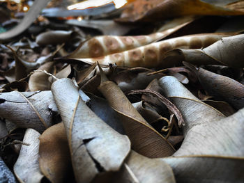 Full frame shot of leaves