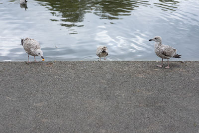 Seagulls perching on shore