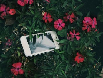 High angle view of phone on flowers