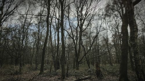 Bare trees against sky