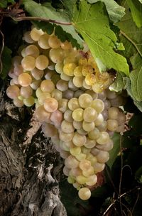 Close-up of grapes growing on tree