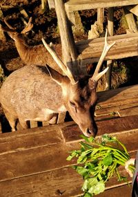 Deer in a tree