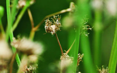Close-up of wilted flower on plant