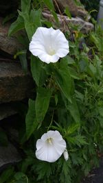 Close-up of white flower