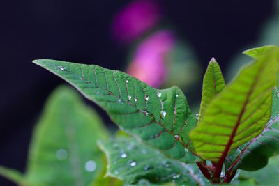 Close-up of leaves