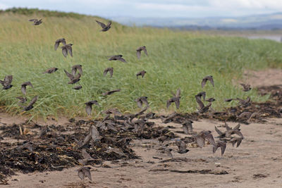 Flock of birds on field