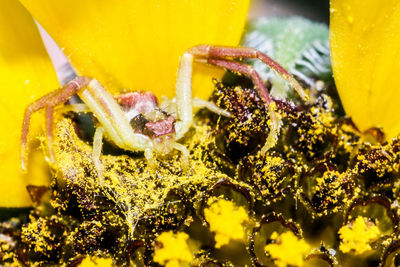 Close-up of insect on yellow flower