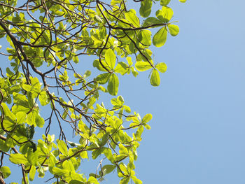 Low angle view of tree against sky