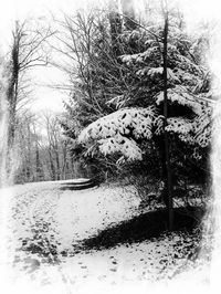 Trees on snow covered field against sky