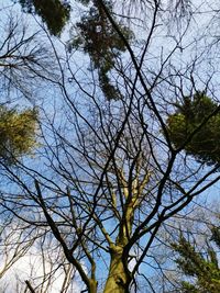 Low angle view of bare tree against sky