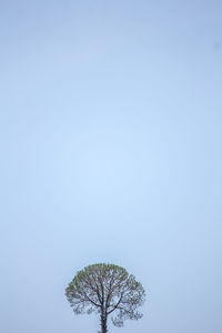 Low angle view of bare tree against clear blue sky