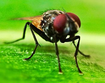 Close-up of insect on leaf