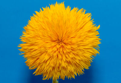 Close-up of yellow flower against blue background