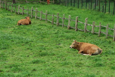 Horse on field