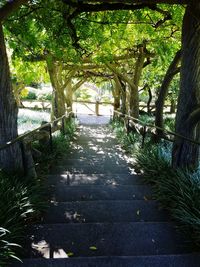 Narrow pathway along trees in park