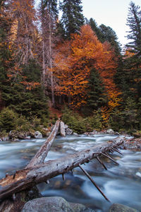 Scenic view of river in forest during autumn