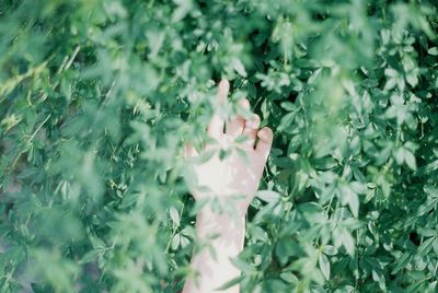 Close-up of flowering plant on field