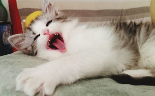 Close-up of cat yawning at home