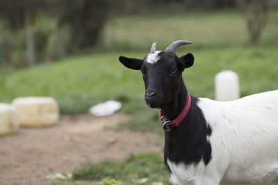Black horse on field