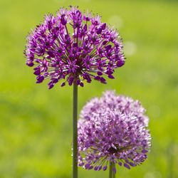 Close-up of purple flowering plant on field