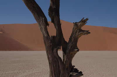 Dead tree on sand against clear sky