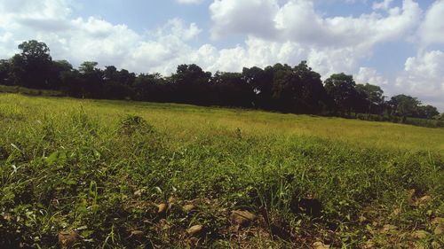 Scenic view of field against sky