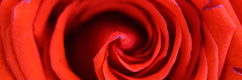 Full frame shot of red rose