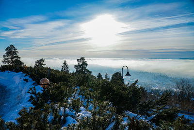 Trees against blue sky above the clouds overlooking oslo 