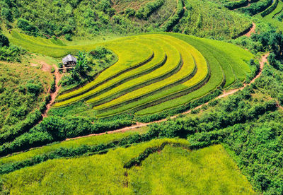 Scenic view of agricultural field