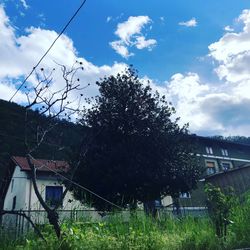 Plants growing on field by building against sky