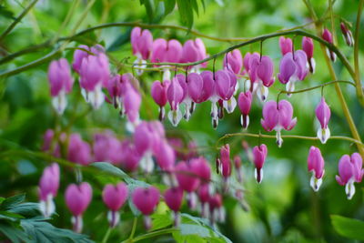 Close-up of pink flowers